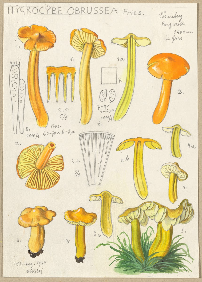 Hygrocybe obrussea Fries 1915 1945