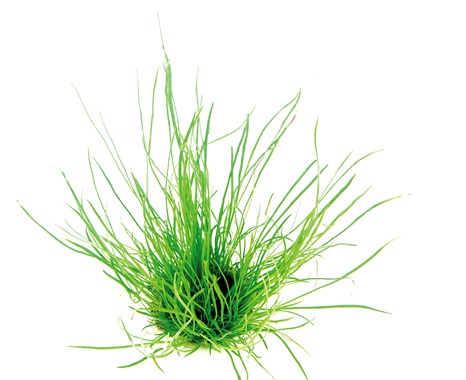 Lilaeopsis mauritiana