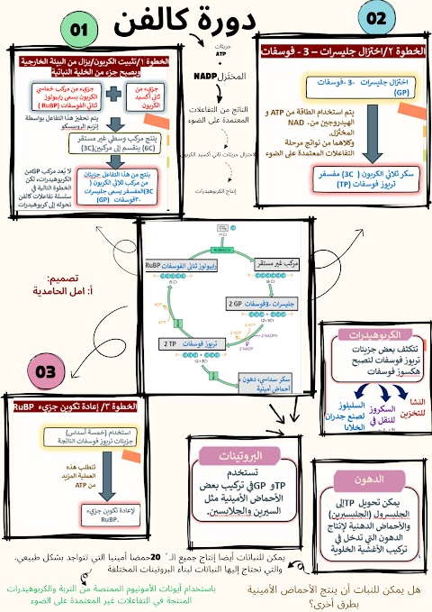 شرح دورة كالفن - أحياء الصف 12 الفصل 2