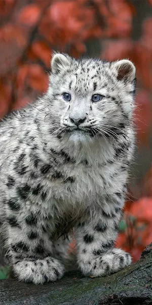 Snow Leopard, Cub, Panthera, Uncia 4K iPhone Wallpaper Background