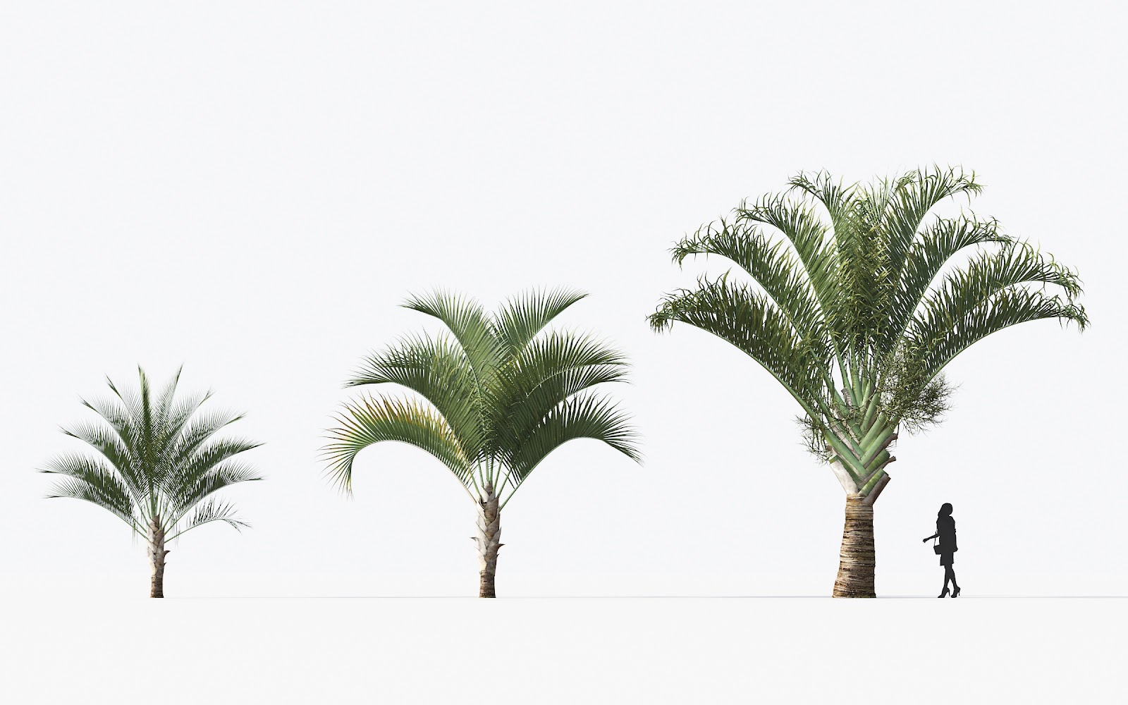 Maxtree - Plant Models Vol.15