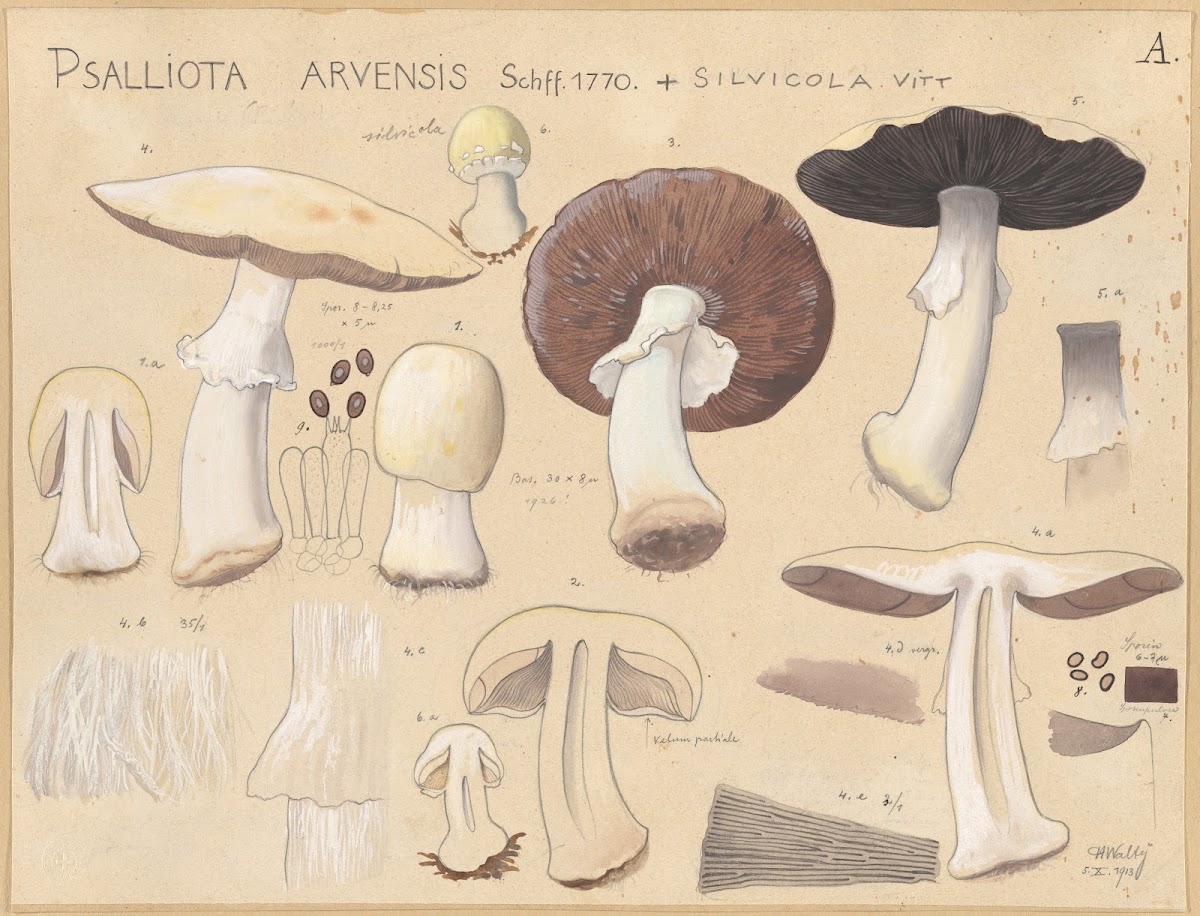 Psalliota arvensis Schff 1770  silvicola Vitt 1915 1945