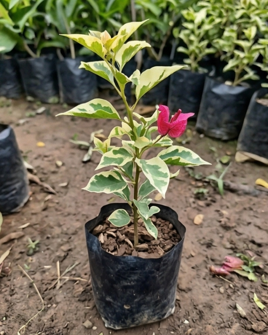 Imported Royal Dauphine Bougainvillea Plant — view 6