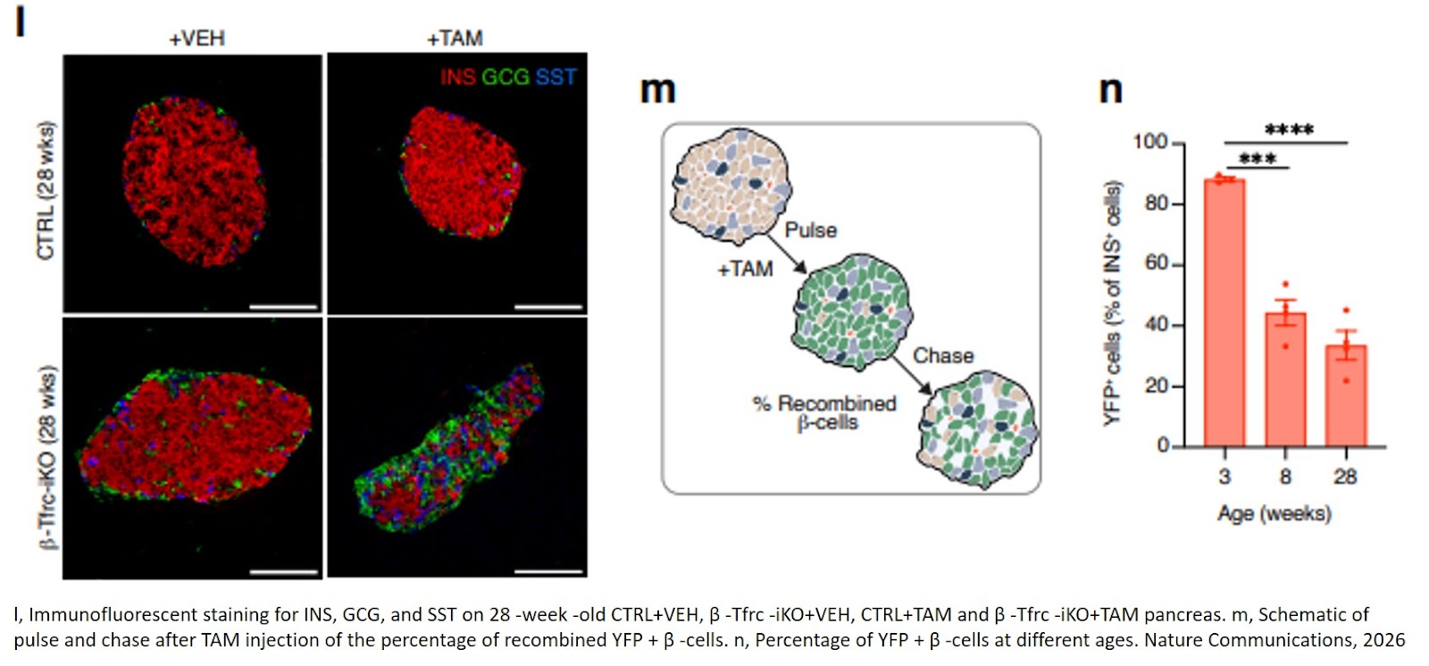 Iron deficiency blocks the growth of young pancreatic cells