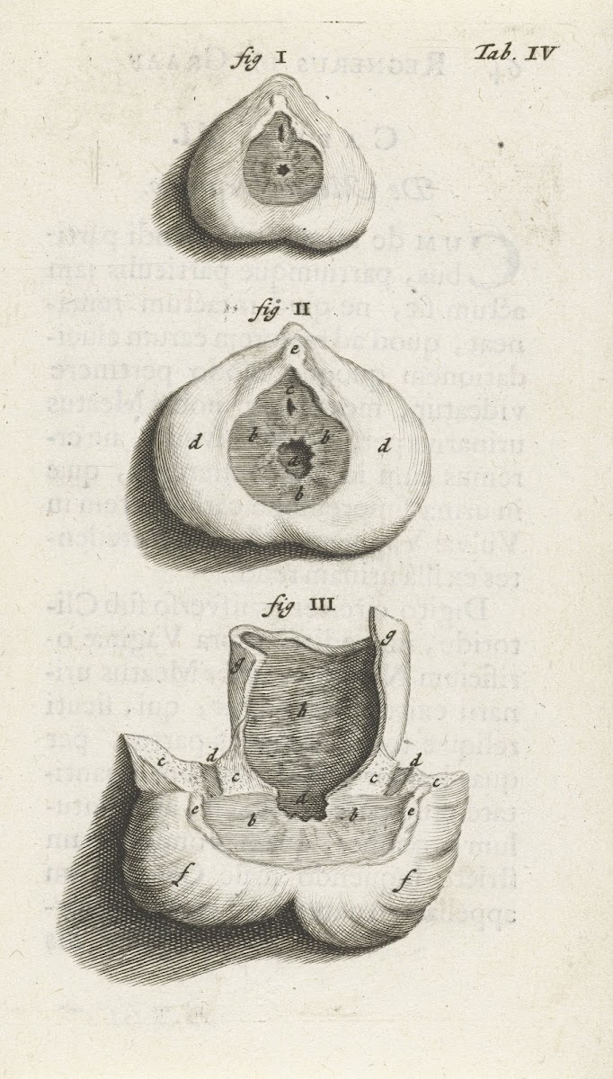 Anatomical image of a sphincter 1672