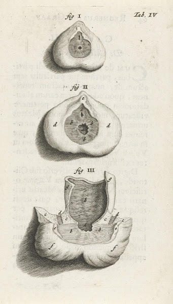Anatomical image of a sphincter 1672