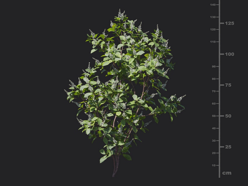 Maxtree - Plant Models Vol.116