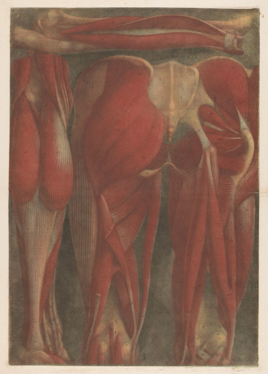 Anatomical muscle models of the back of the pelvis and upper legs 1745   1746
