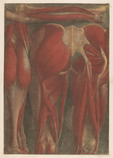 Anatomical muscle models of the back of the pelvis and upper legs 1745   1746