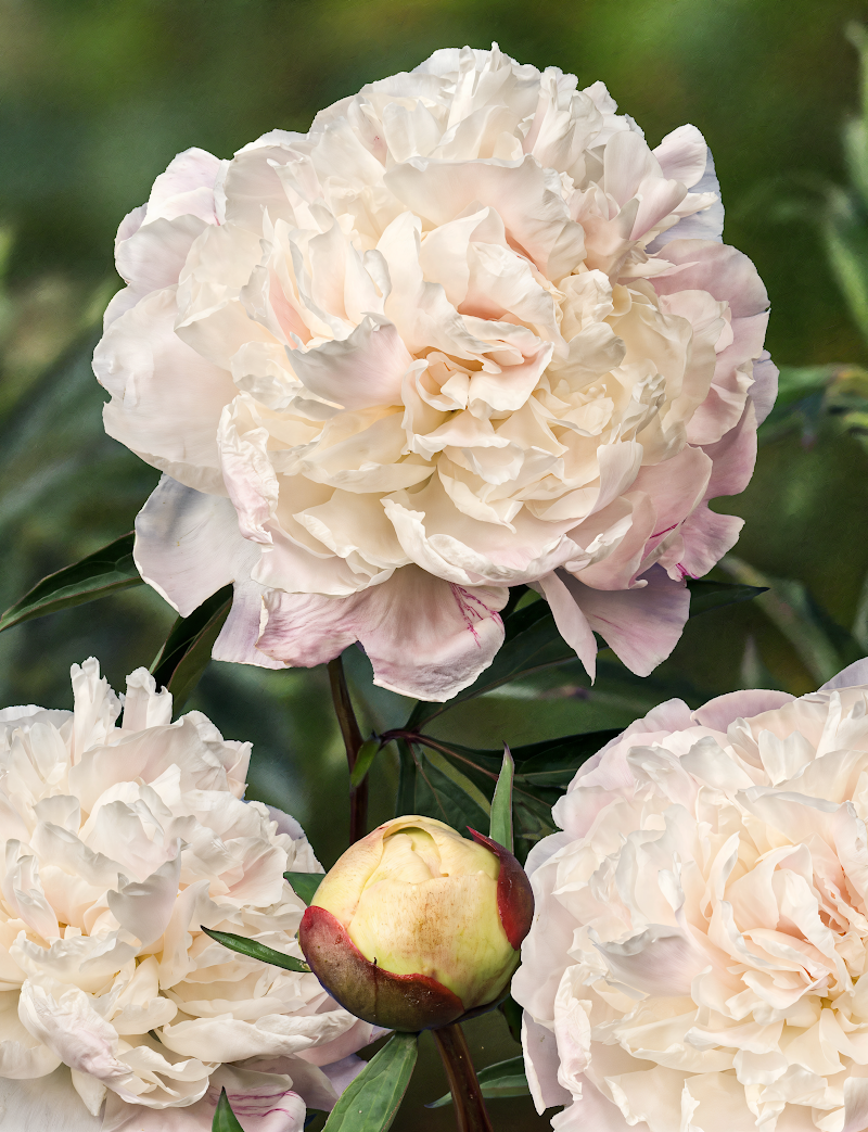 Paeonia lactiflora 'Marie Lemoine' con grandi fiori bianchi doppi in un giardino soleggiato.