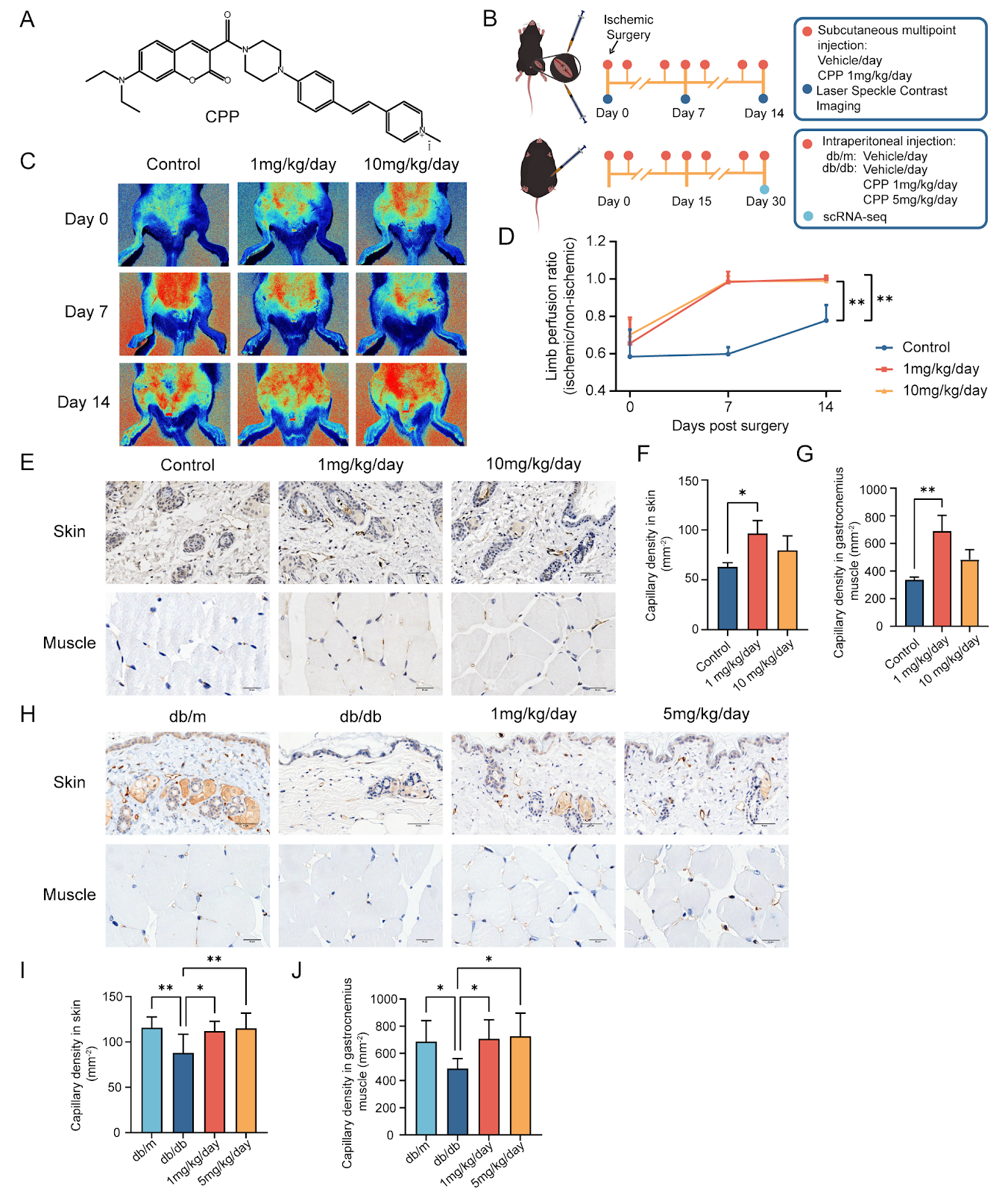 Small Chemical Molecule CPP Promotes Angiogenesis in Surgically Created Severe Lower Limb Ischemia and Diabetes-Induced Limb Vascular Reduction Models