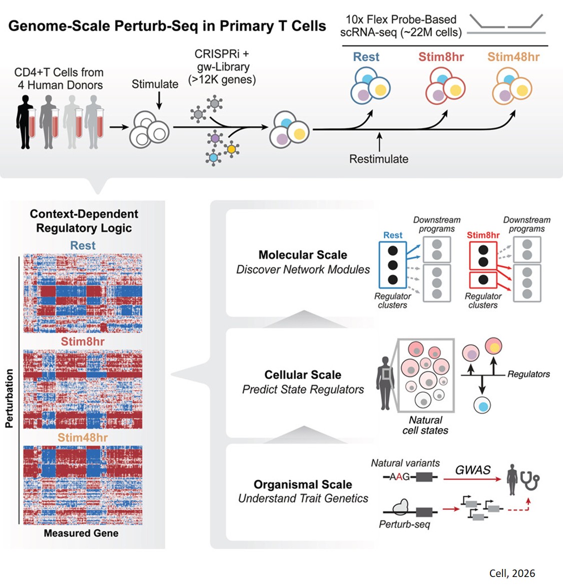 Genome-scale perturb-seq in primary human CD4+ T cells maps context-specific regulators of T cell programs and human immune traits