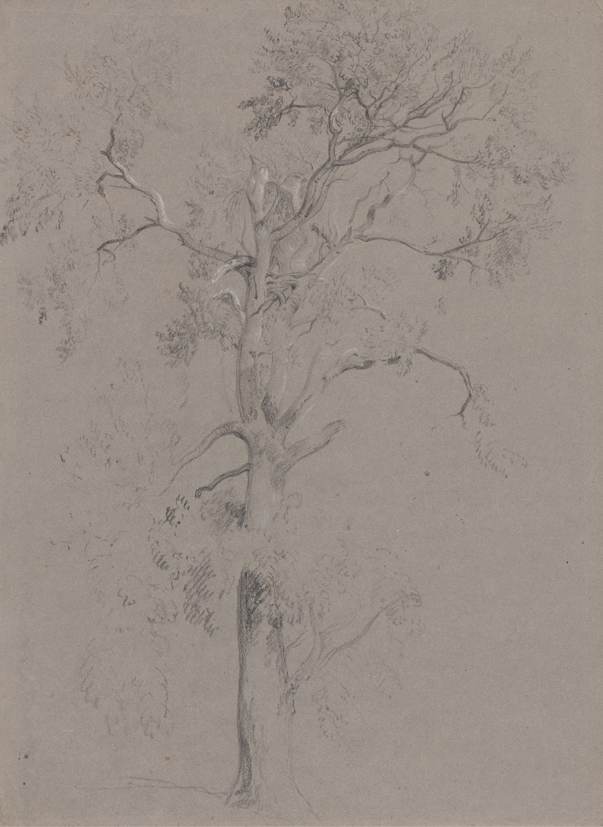 Ash Tree in Ashstead Park