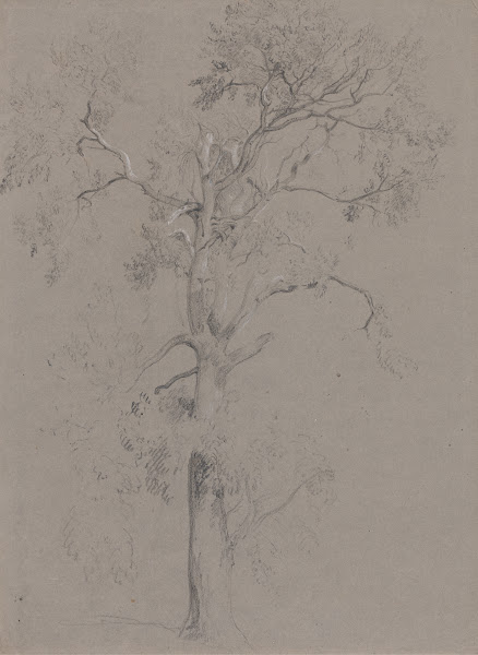 Ash Tree in Ashstead Park