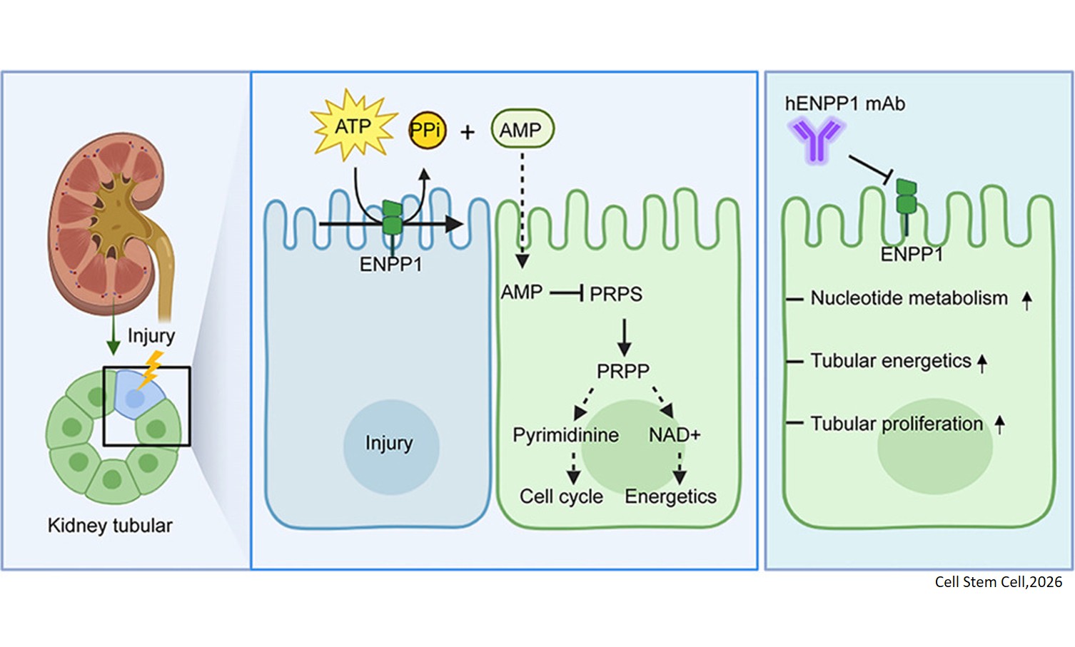 Kidney injury repair using a humanized monoclonal antibody
