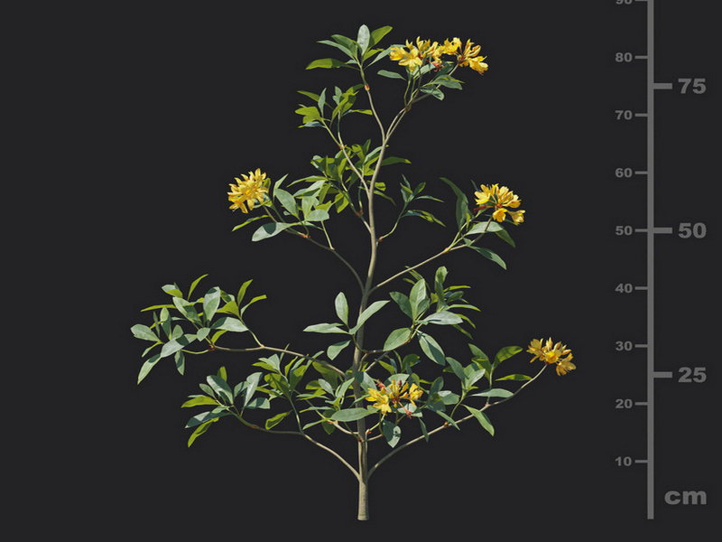 Maxtree - Plant Models Vol.129