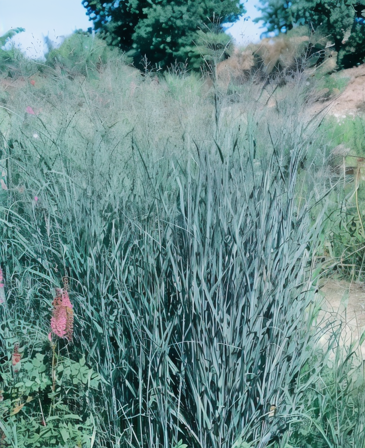 Panicum virgatum 'Heavy Metal' in pieno sole in un giardino naturalistico