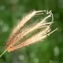 মো: ইমরান হোসেন