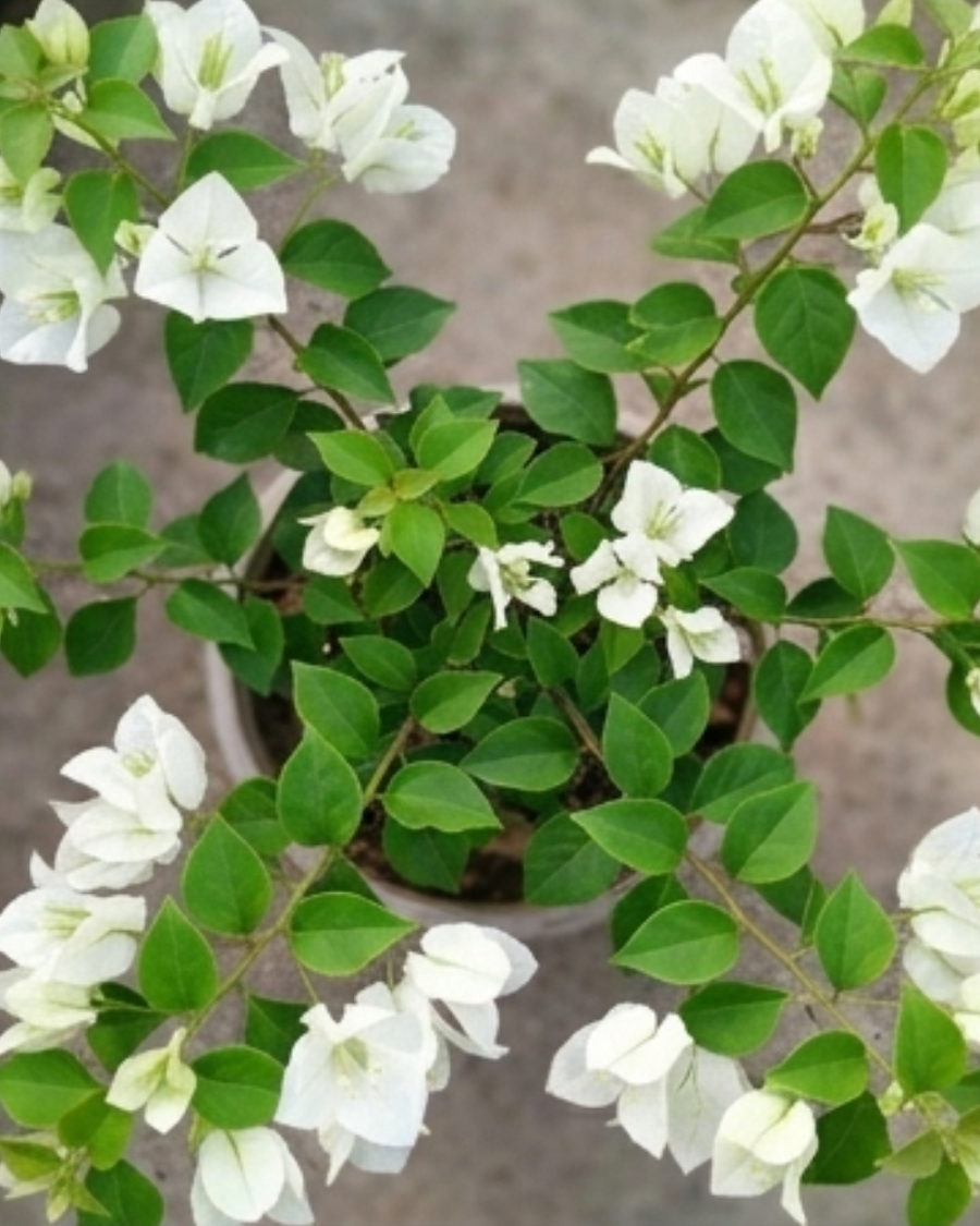 Imported Subhra Bougainvillea Plant — view 2
