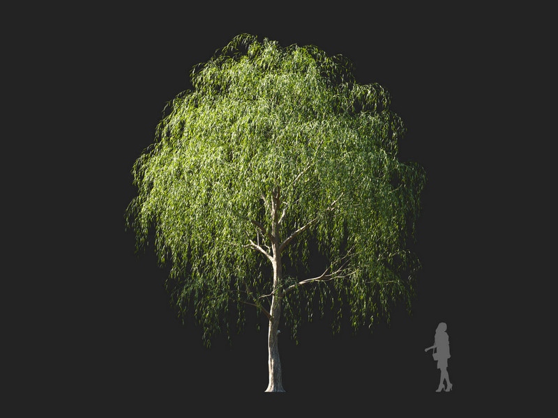 Maxtree - Plant Models Vol.114