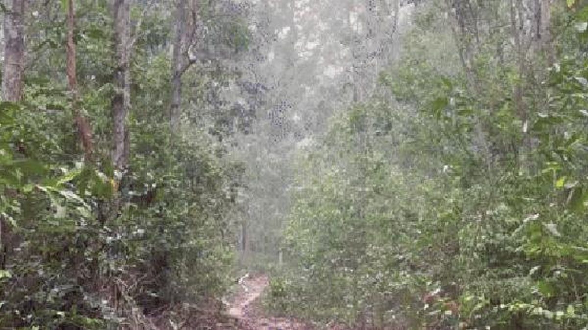 Nghỉ hè, học sinh ở Phú Quốc vào rừng 'săn lộc trời' - Báo Người Lao Động