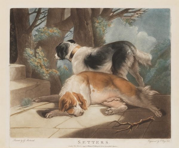 Setters 1799