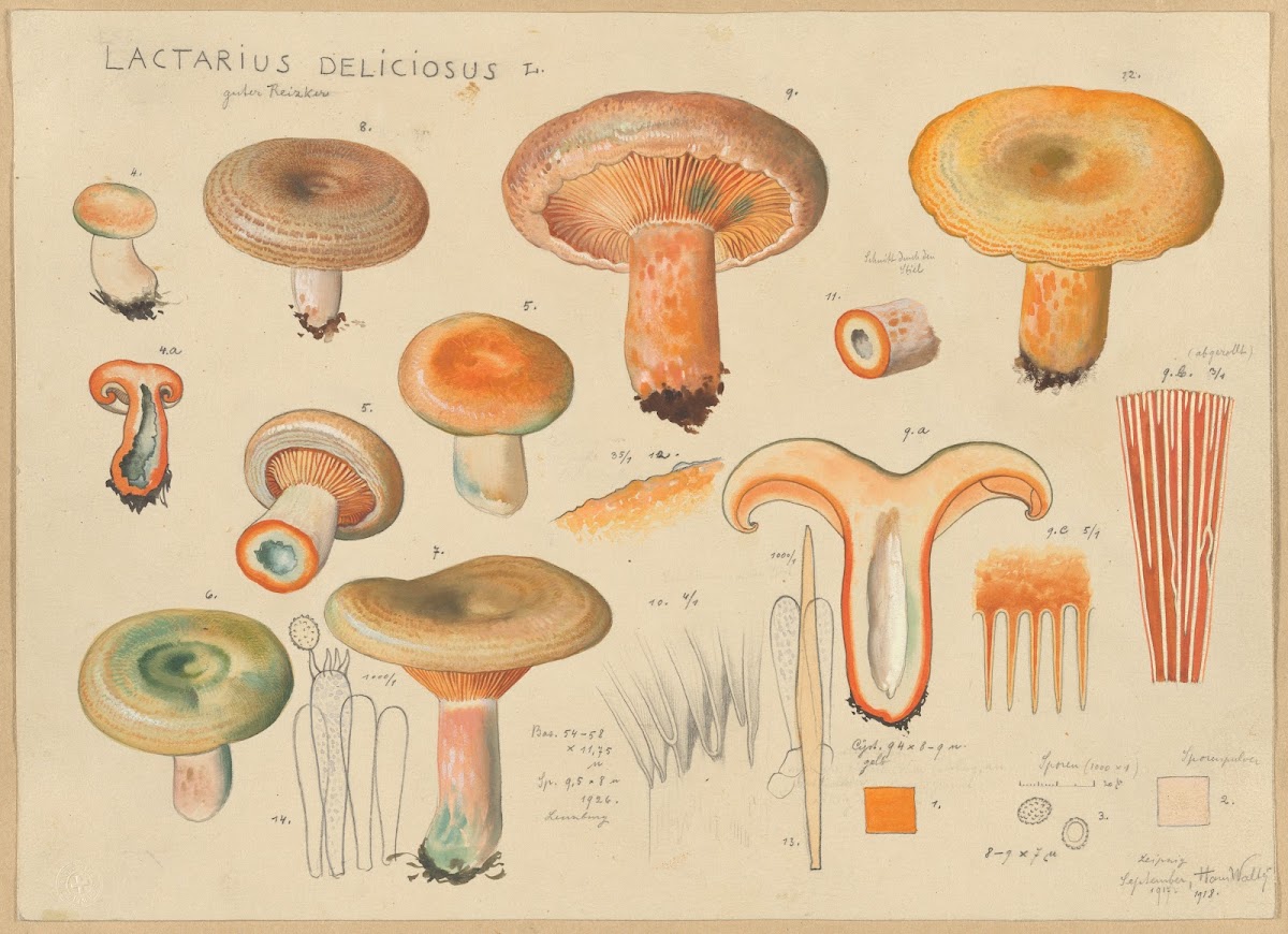 Lactarius deliciosus L 1915 1945