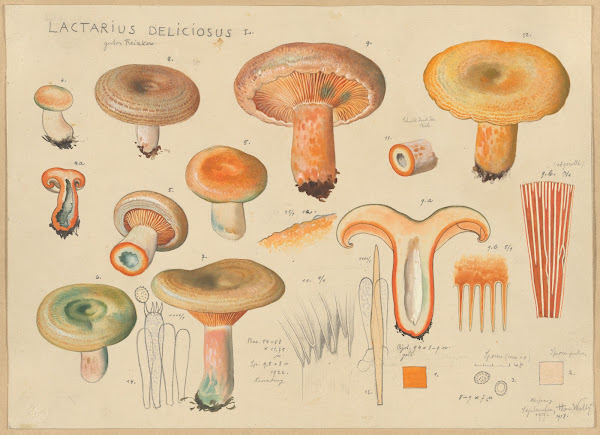 Lactarius deliciosus L 1915 1945