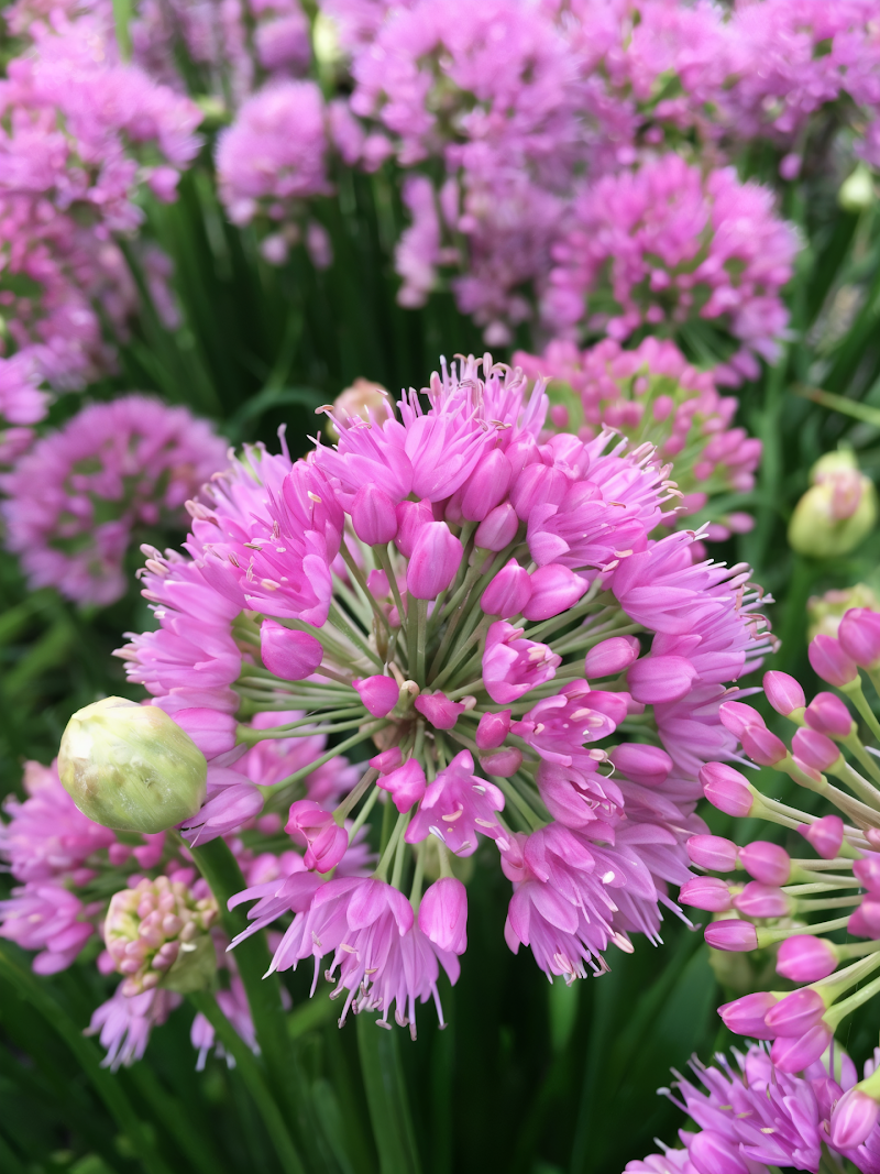 Allium Millennium fioritura estiva in giardino, aiuola perenne