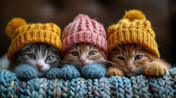Cats Wallpaper