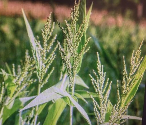 Browntop Millet
