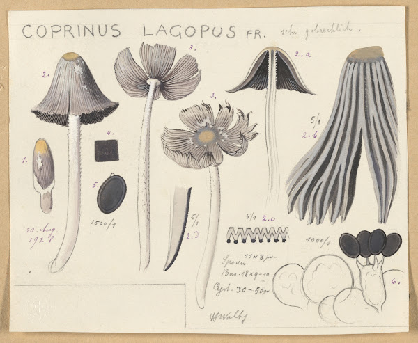 Coprinus lagopus Fr 1915 1945