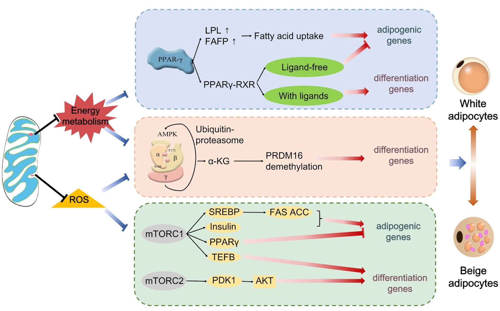 Mitochondrial dysfunction in adipocyte differentiation: implications for obesity and metabolic syndrome intervention