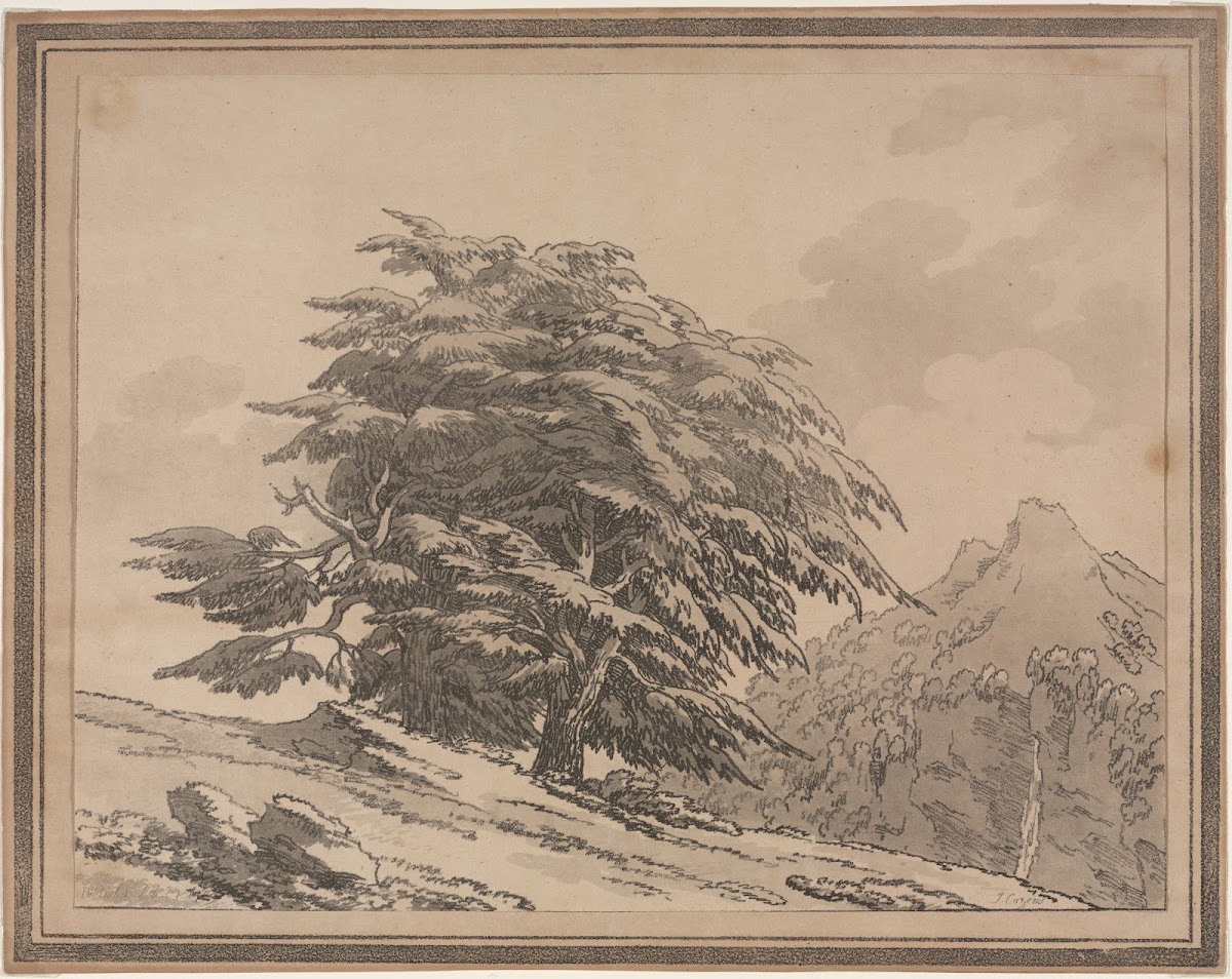 Cedar 1789