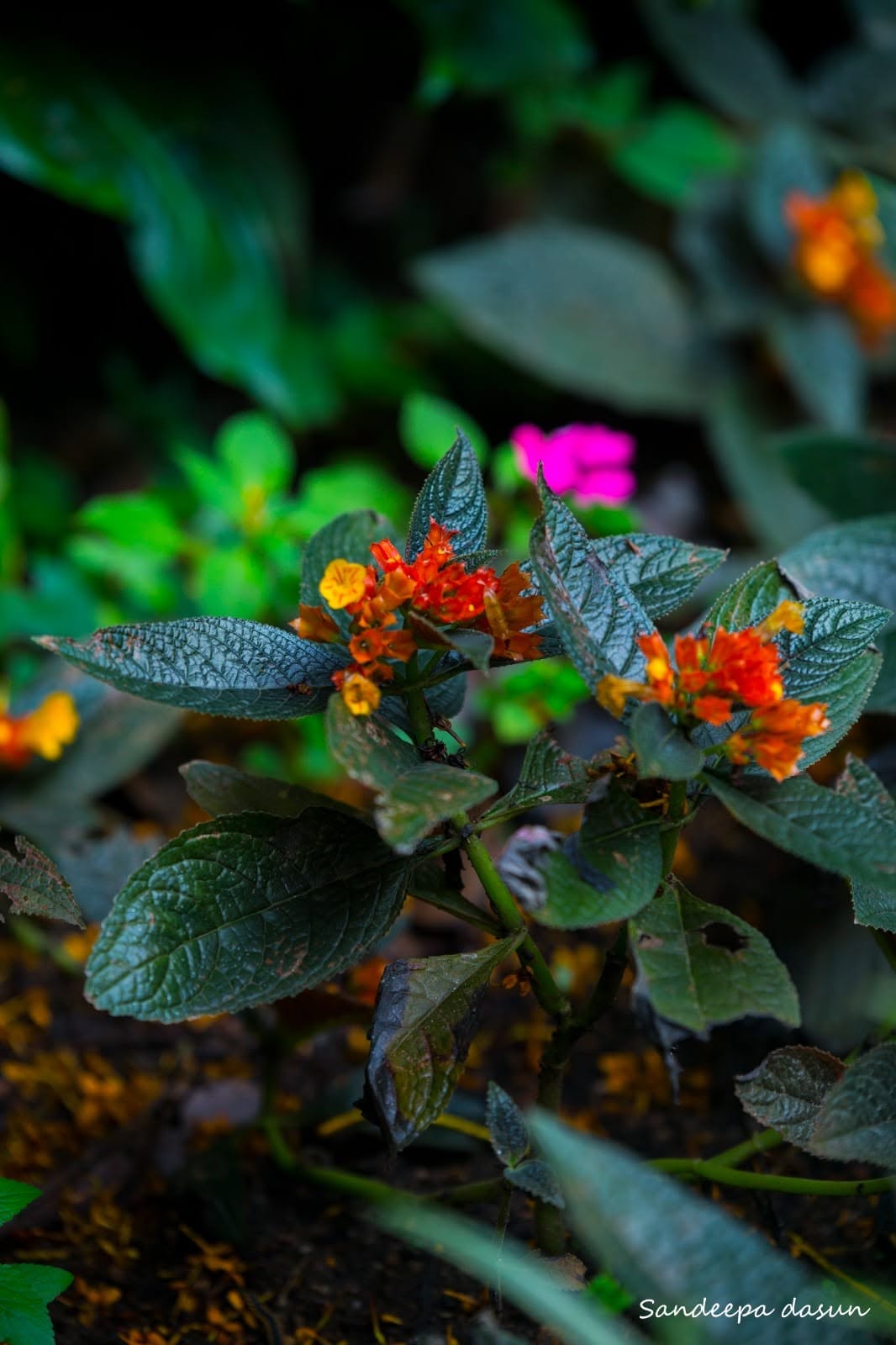 Nature Photo 10