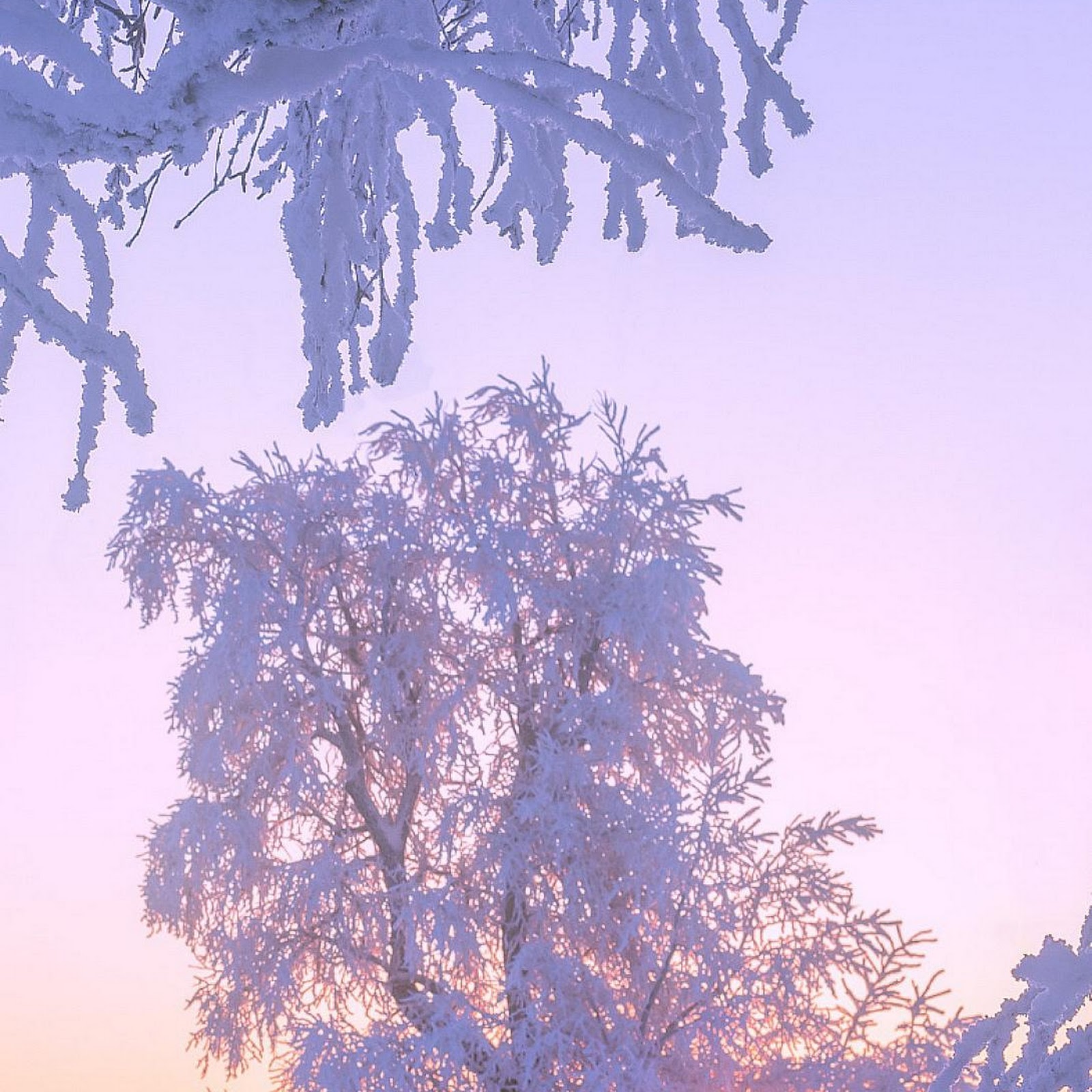 Download Frost Covered Tree Sunset Full HD iPhone