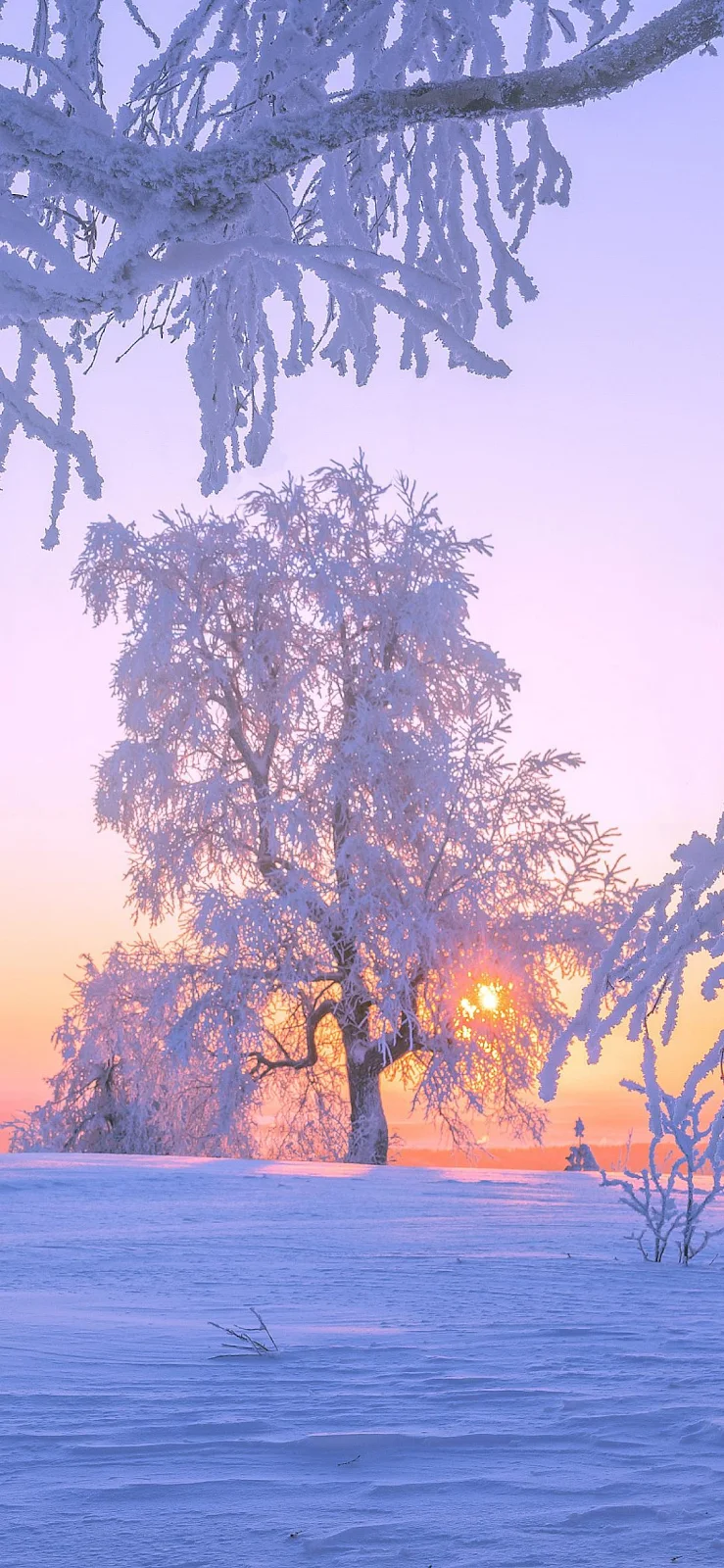 Frost Covered Tree Sunset - Nature Photography Full HD iPhone Wallpaper (1090x2360)