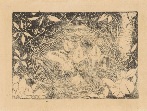 Vogelnest 1912