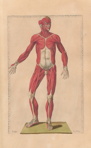 Bartholomaei Eustachii anatomici summi Romanae archetypae tabulae anatomicae nov