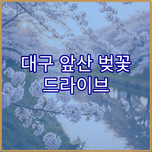 대구 앞산 벚꽃 드라이브 주차 완벽 피하는 루트 초보 운전자 추천