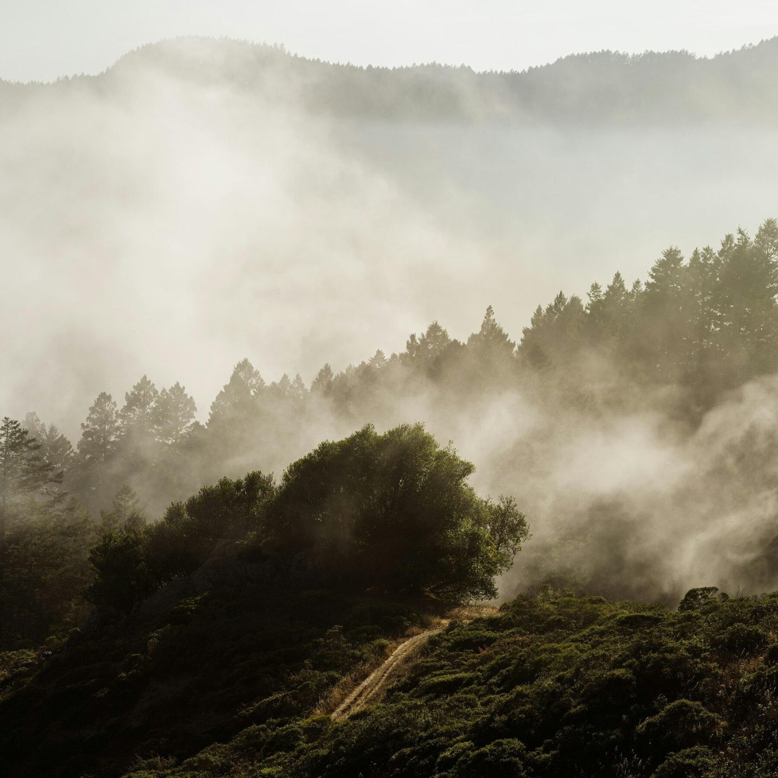 Download Misty Mountain Forest Path Full HD iPhone