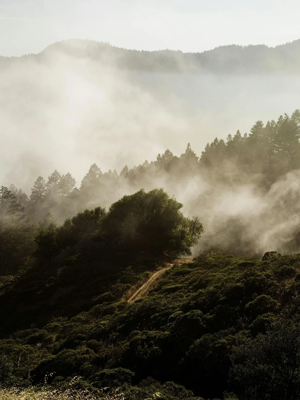 Misty Mountain Forest Path - Landscape Photography Full HD iPhone Wallpaper (1800x2400)