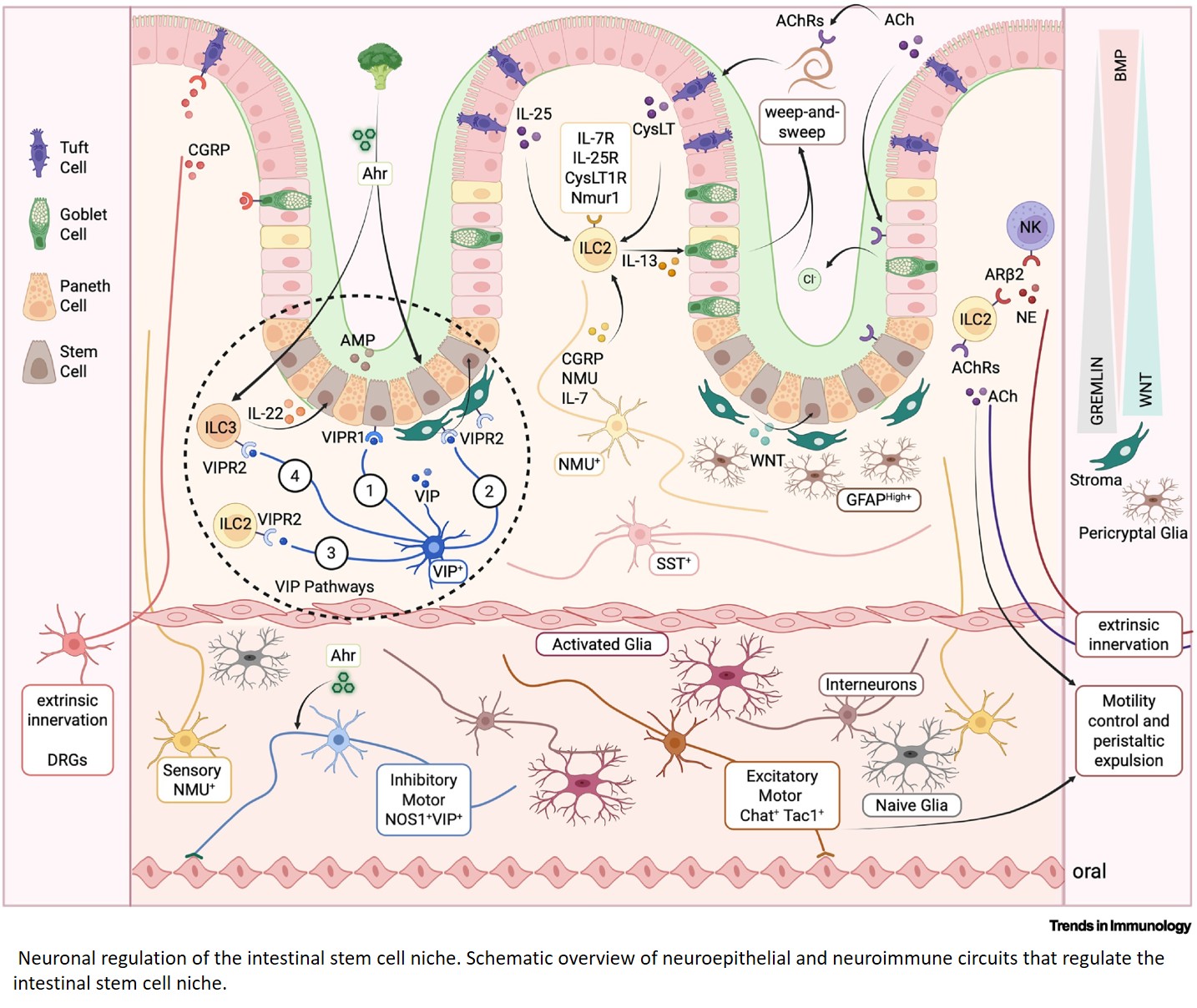 Neuronal regulation of intestinal stem cells dictates immune homeostasis