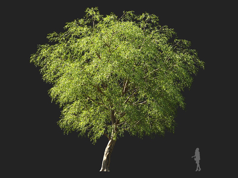 Maxtree - Plant Models Vol.132