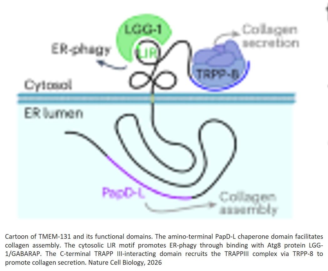 ER remodelling is a feature of ageing and depends on ER-phagy
