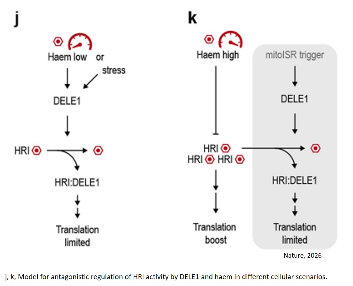 An ancient mitochondrial program tunes translation to haem availability