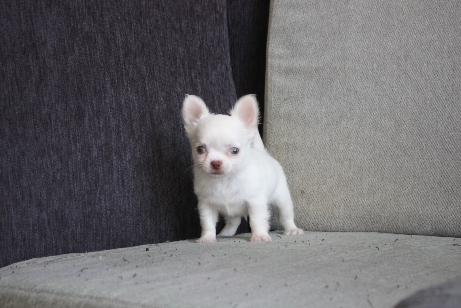 12/21出生 高端優質迷你長毛吉娃娃白色弟弟