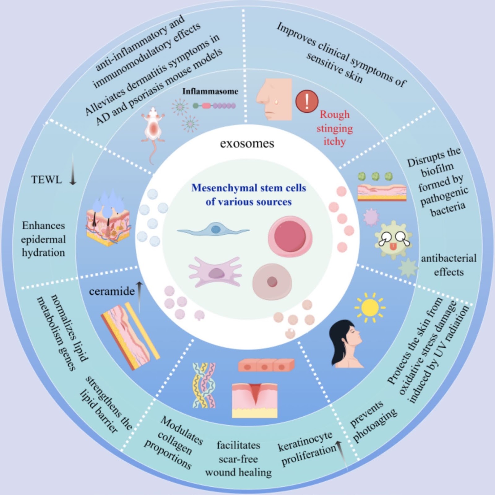 Targeting skin barrier repair: mechanisms of action, therapeutic evidence, and clinical translation challenges of mesenchymal stem cell-derived exosomes