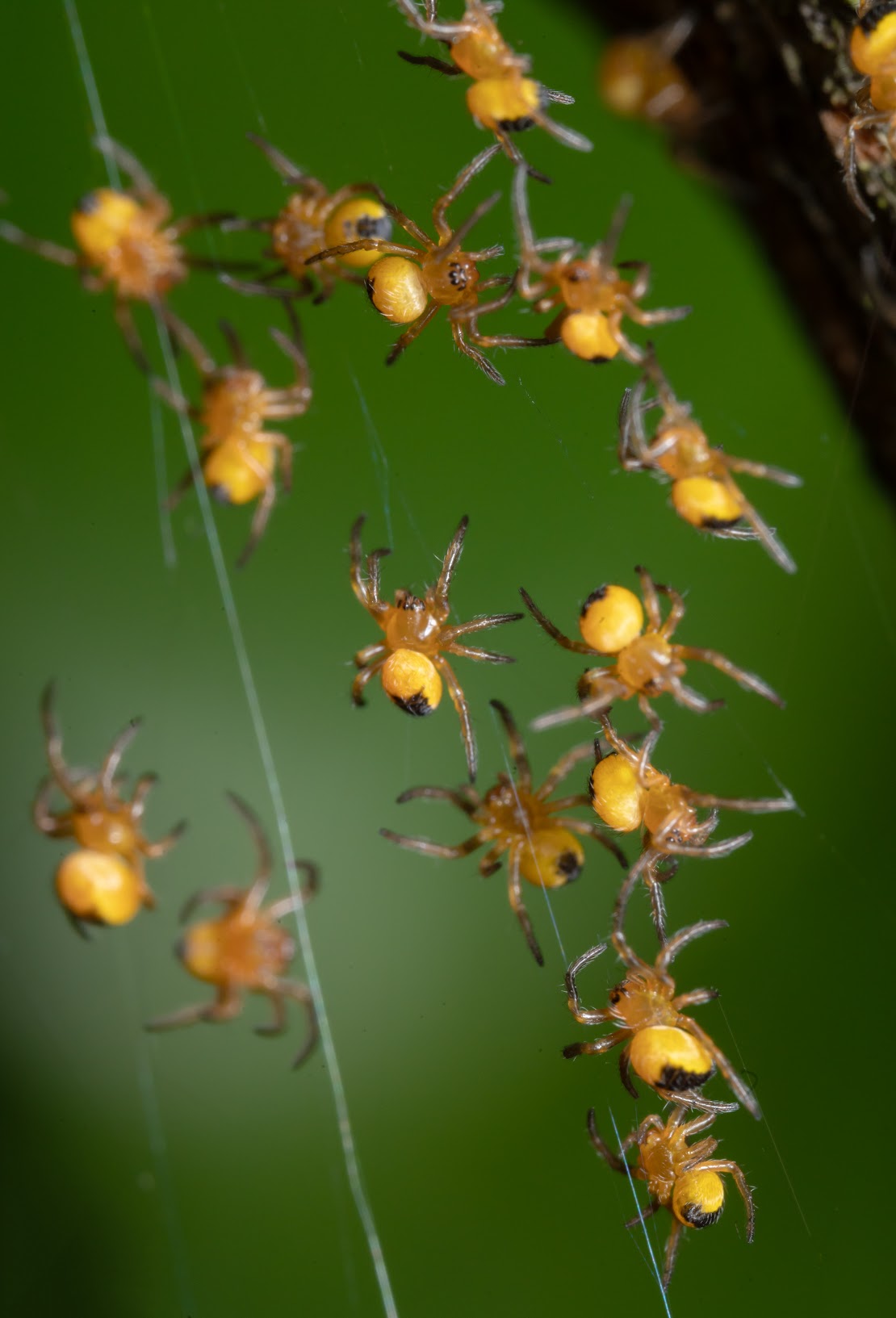 Araneus diadematus