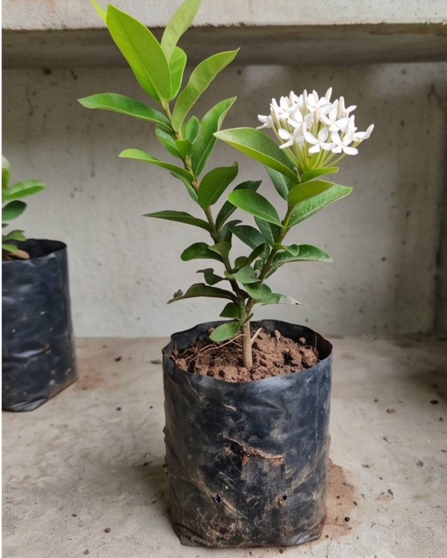 Ixora White Plant — view 4